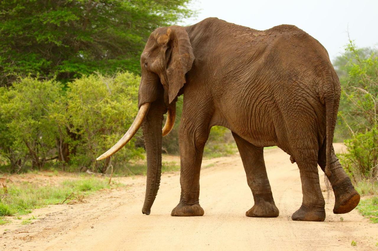 Parsons Hilltop Safari Camp Khu bảo tồn Khu bảo tồn Balule Game Reserve Ngoại thất bức ảnh