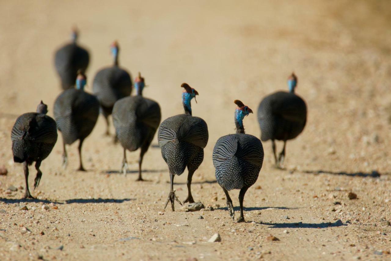 Parsons Hilltop Safari Camp Khu bảo tồn Khu bảo tồn Balule Game Reserve Ngoại thất bức ảnh