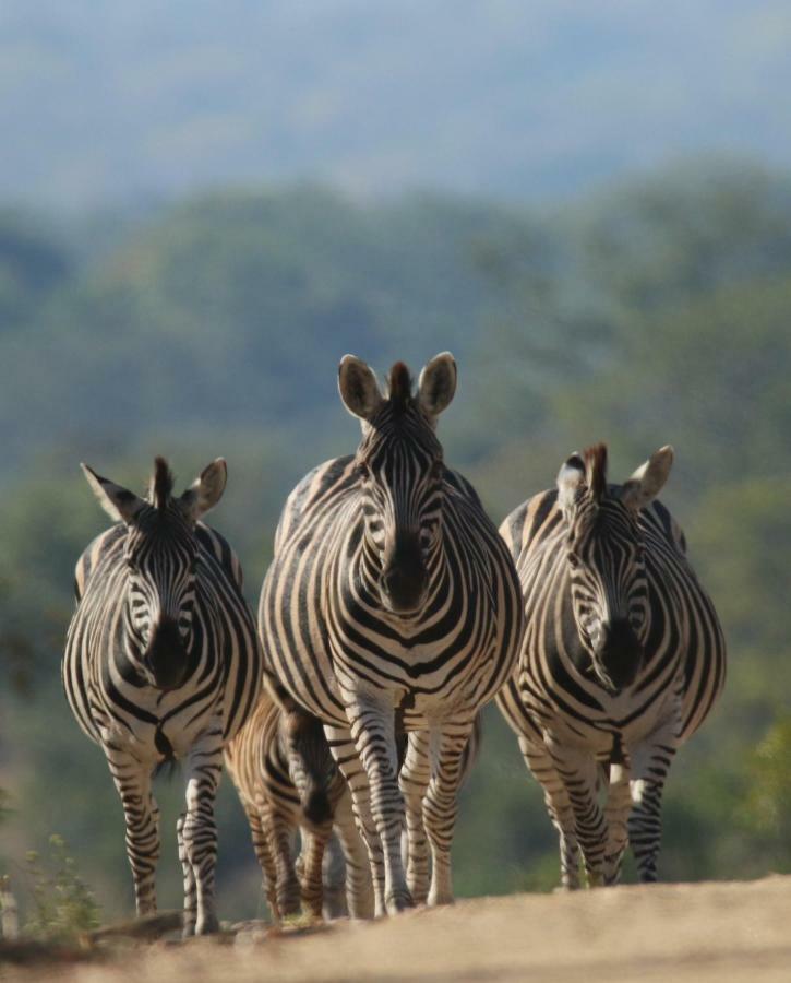 Parsons Hilltop Safari Camp Khu bảo tồn Khu bảo tồn Balule Game Reserve Ngoại thất bức ảnh