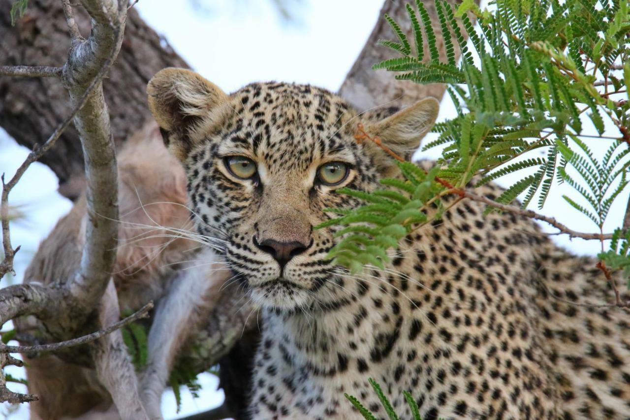 Parsons Hilltop Safari Camp Khu bảo tồn Khu bảo tồn Balule Game Reserve Ngoại thất bức ảnh