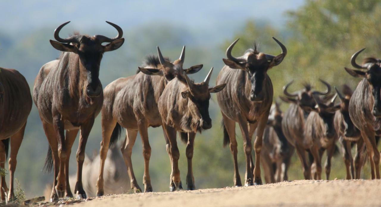 Parsons Hilltop Safari Camp Khu bảo tồn Khu bảo tồn Balule Game Reserve Ngoại thất bức ảnh